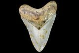 Fossil Megalodon Tooth - North Carolina #109015-1